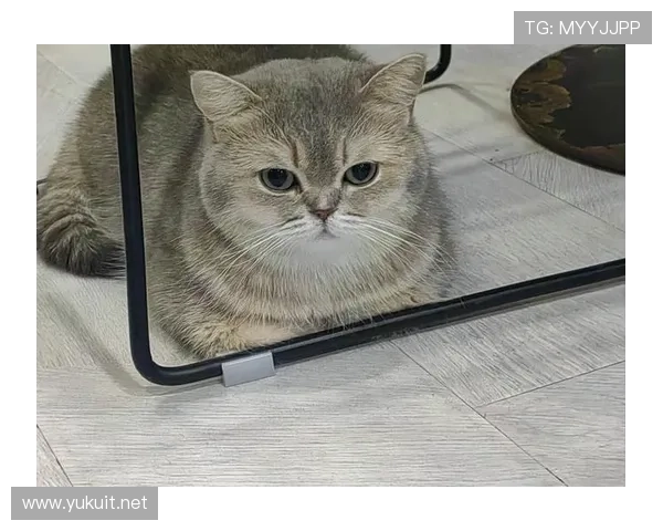 陈雨菲赛场上那么拼，豪宅里却是“猫奴”日常？这反差我给满分！